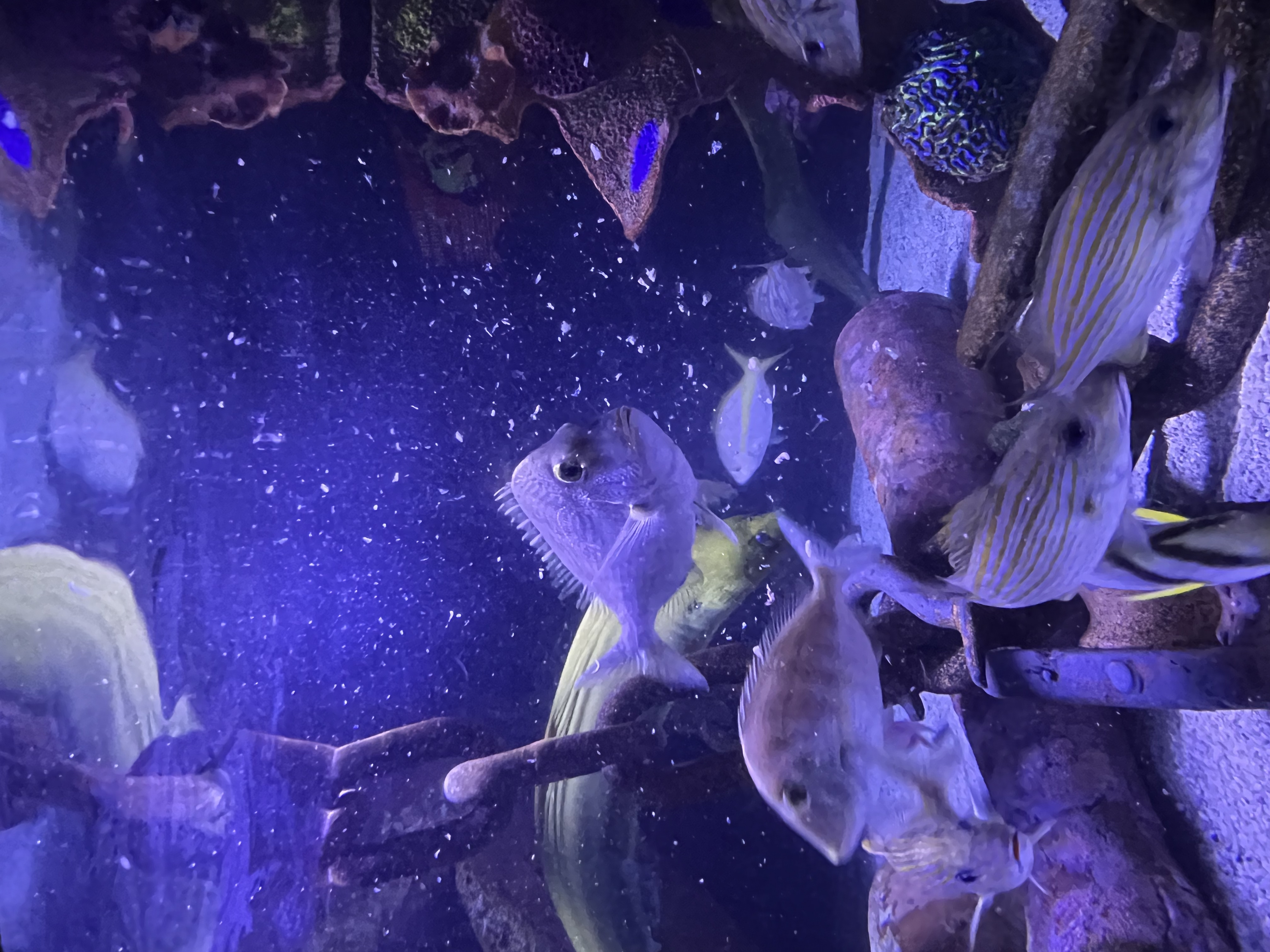 ./2024/10 - Myrtle Beach/IMG_3163.jpg